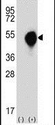 DOM3Z Antibody in Western Blot (WB)