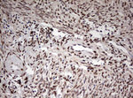 DOT1L Antibody in Immunohistochemistry (Paraffin) (IHC (P))