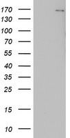 DOT1L Antibody in Western Blot (WB)