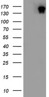 DOT1L Antibody in Western Blot (WB)