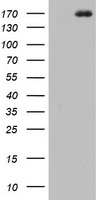 DOT1L Antibody in Western Blot (WB)