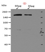DOT1L Antibody in Western Blot (WB)