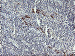 DPCD Antibody in Immunohistochemistry (Paraffin) (IHC (P))