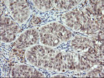DPCD Antibody in Immunohistochemistry (Paraffin) (IHC (P))