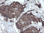DPH2 Antibody in Immunohistochemistry (Paraffin) (IHC (P))