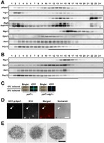 DPM1 Antibody in Western Blot (WB)