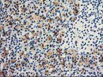 DPP10 Antibody in Immunohistochemistry (Paraffin) (IHC (P))