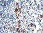 DPP10 Antibody in Immunohistochemistry (Paraffin) (IHC (P))