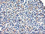 DPP10 Antibody in Immunohistochemistry (Paraffin) (IHC (P))