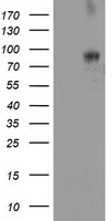 DPP10 Antibody in Western Blot (WB)