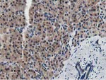 DPP3 Antibody in Immunohistochemistry (Paraffin) (IHC (P))