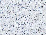 DPP3 Antibody in Immunohistochemistry (Paraffin) (IHC (P))