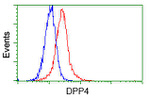 DPP4 Antibody in Flow Cytometry (Flow)