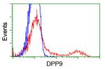 DPP9 Antibody in Flow Cytometry (Flow)