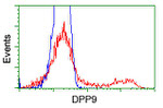 DPP9 Antibody in Flow Cytometry (Flow)