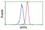 DPP9 Antibody in Flow Cytometry (Flow)