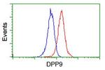 DPP9 Antibody in Flow Cytometry (Flow)