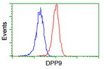 DPP9 Antibody in Flow Cytometry (Flow)