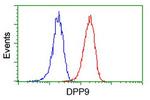 DPP9 Antibody in Flow Cytometry (Flow)