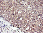 DPP9 Antibody in Immunohistochemistry (Paraffin) (IHC (P))