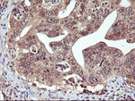 DPP9 Antibody in Immunohistochemistry (Paraffin) (IHC (P))