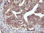 DPP9 Antibody in Immunohistochemistry (Paraffin) (IHC (P))
