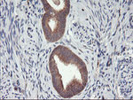 DPP9 Antibody in Immunohistochemistry (Paraffin) (IHC (P))