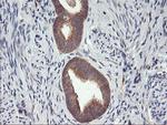 DPP9 Antibody in Immunohistochemistry (Paraffin) (IHC (P))