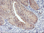 DPP9 Antibody in Immunohistochemistry (Paraffin) (IHC (P))