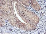 DPP9 Antibody in Immunohistochemistry (Paraffin) (IHC (P))