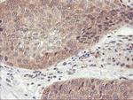 DPP9 Antibody in Immunohistochemistry (Paraffin) (IHC (P))