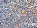 DPP9 Antibody in Immunohistochemistry (Paraffin) (IHC (P))