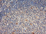 DPP9 Antibody in Immunohistochemistry (Paraffin) (IHC (P))