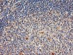 DPP9 Antibody in Immunohistochemistry (Paraffin) (IHC (P))