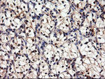 DPP9 Antibody in Immunohistochemistry (Paraffin) (IHC (P))