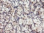 DPP9 Antibody in Immunohistochemistry (Paraffin) (IHC (P))