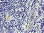 DPP9 Antibody in Immunohistochemistry (Paraffin) (IHC (P))