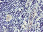 DPP9 Antibody in Immunohistochemistry (Paraffin) (IHC (P))
