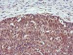 DPP9 Antibody in Immunohistochemistry (Paraffin) (IHC (P))