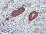 DPP9 Antibody in Immunohistochemistry (Paraffin) (IHC (P))