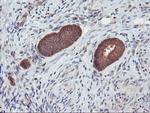 DPP9 Antibody in Immunohistochemistry (Paraffin) (IHC (P))