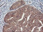 DPP9 Antibody in Immunohistochemistry (Paraffin) (IHC (P))
