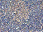 DPP9 Antibody in Immunohistochemistry (Paraffin) (IHC (P))