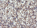 DPP9 Antibody in Immunohistochemistry (Paraffin) (IHC (P))