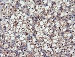 DPP9 Antibody in Immunohistochemistry (Paraffin) (IHC (P))