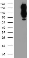 DPP9 Antibody in Western Blot (WB)