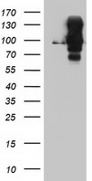 DPP9 Antibody in Western Blot (WB)