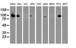 DPP9 Antibody in Western Blot (WB)