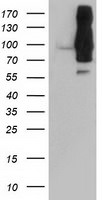 DPP9 Antibody in Western Blot (WB)
