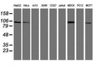 DPP9 Antibody in Western Blot (WB)